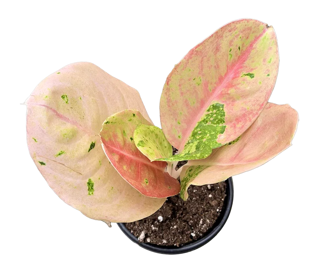 Aglaonema Pink Emerald 4 inch Grower Pot