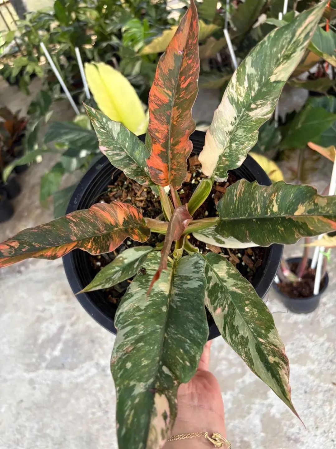 Philodendron Fire Tiger Tissue Culture