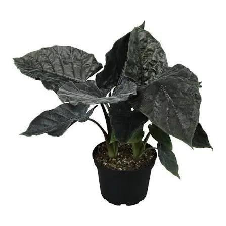 Alocasia Antoro Black Velvet Tissue Culture