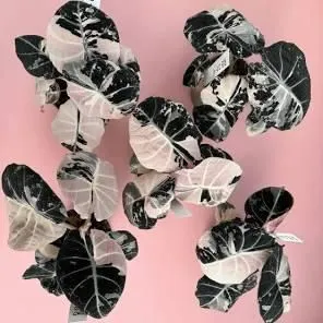 Alocasia Pink Black Velvet Tissue Culture