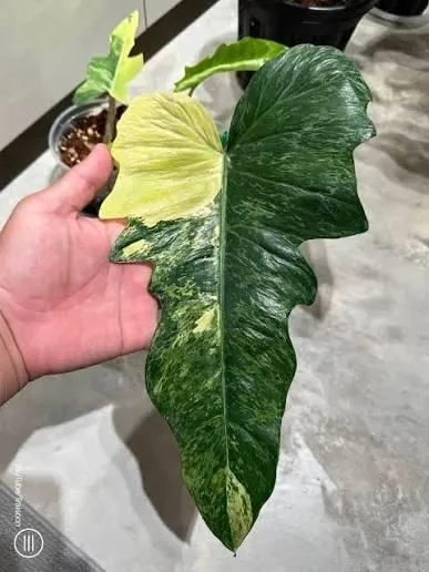 Philodendron Variegated Lime Fiddle Tissue Culture