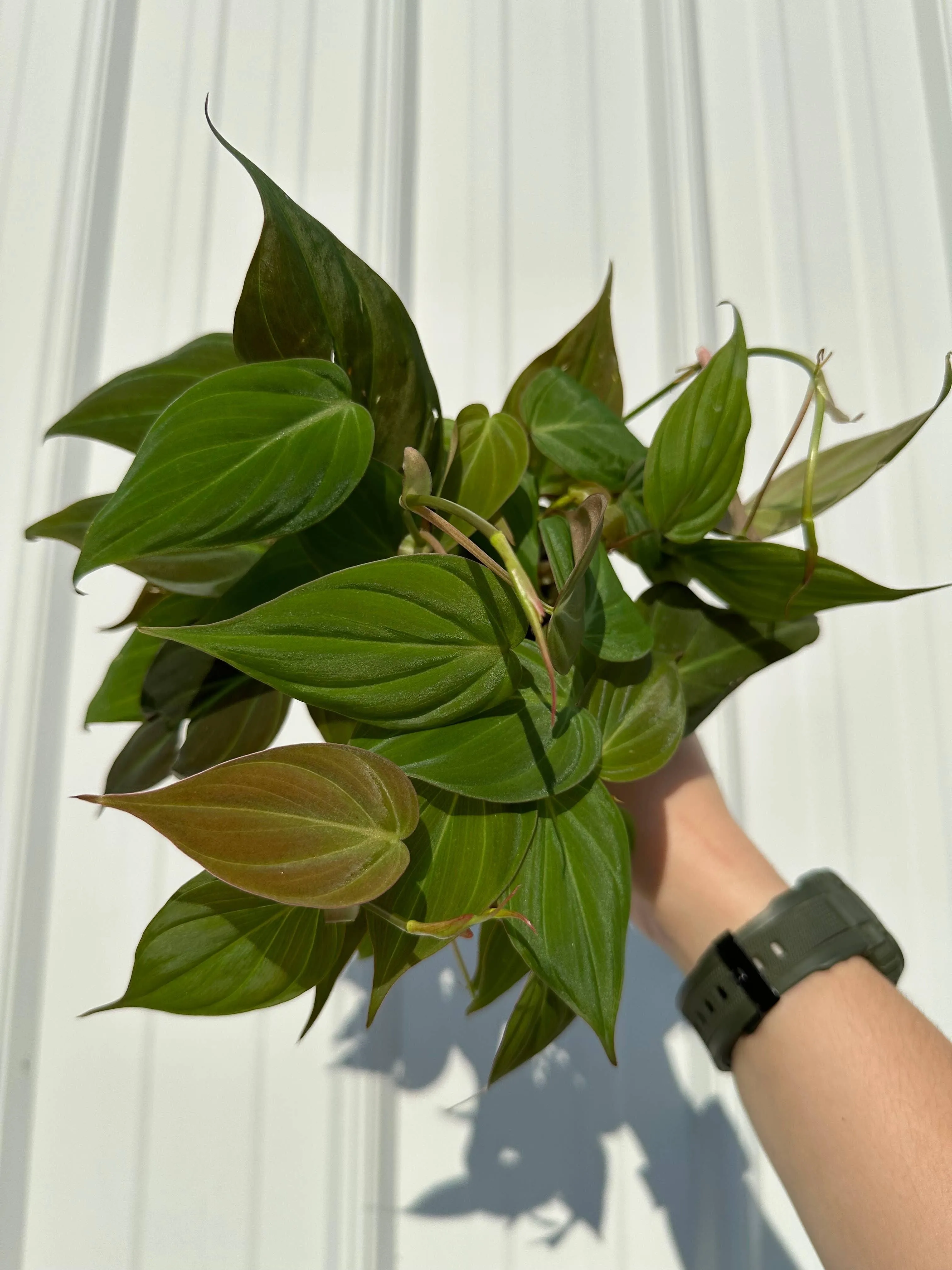 PHILODENDRON Mican Live Plant 4in