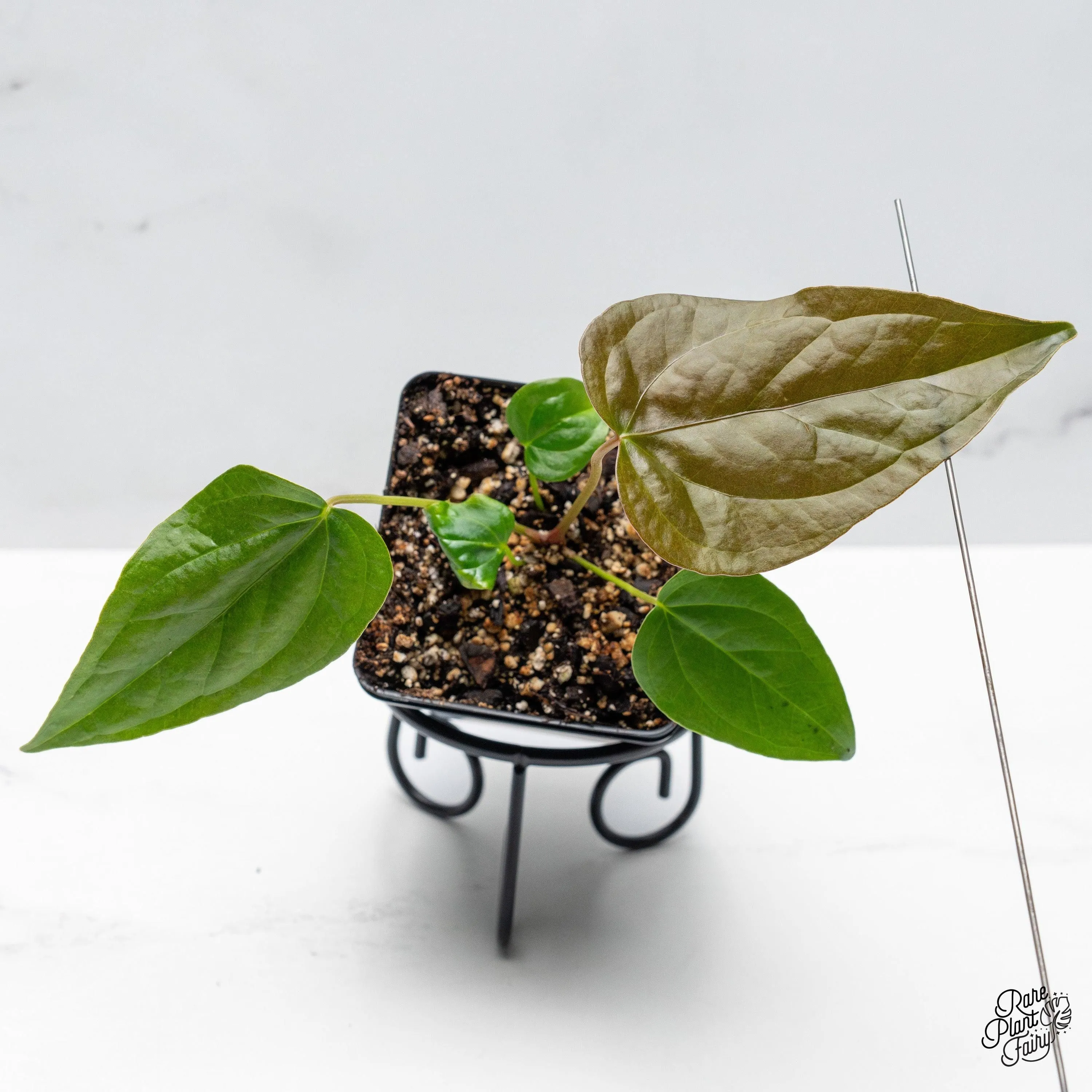 Anthurium 'Queen of Hearts' *Grower's Choice*
