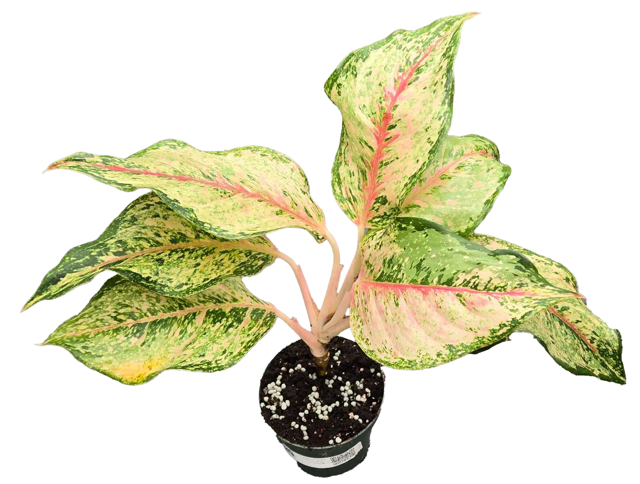 Aglaonema Alexandria 4in Grow Pot