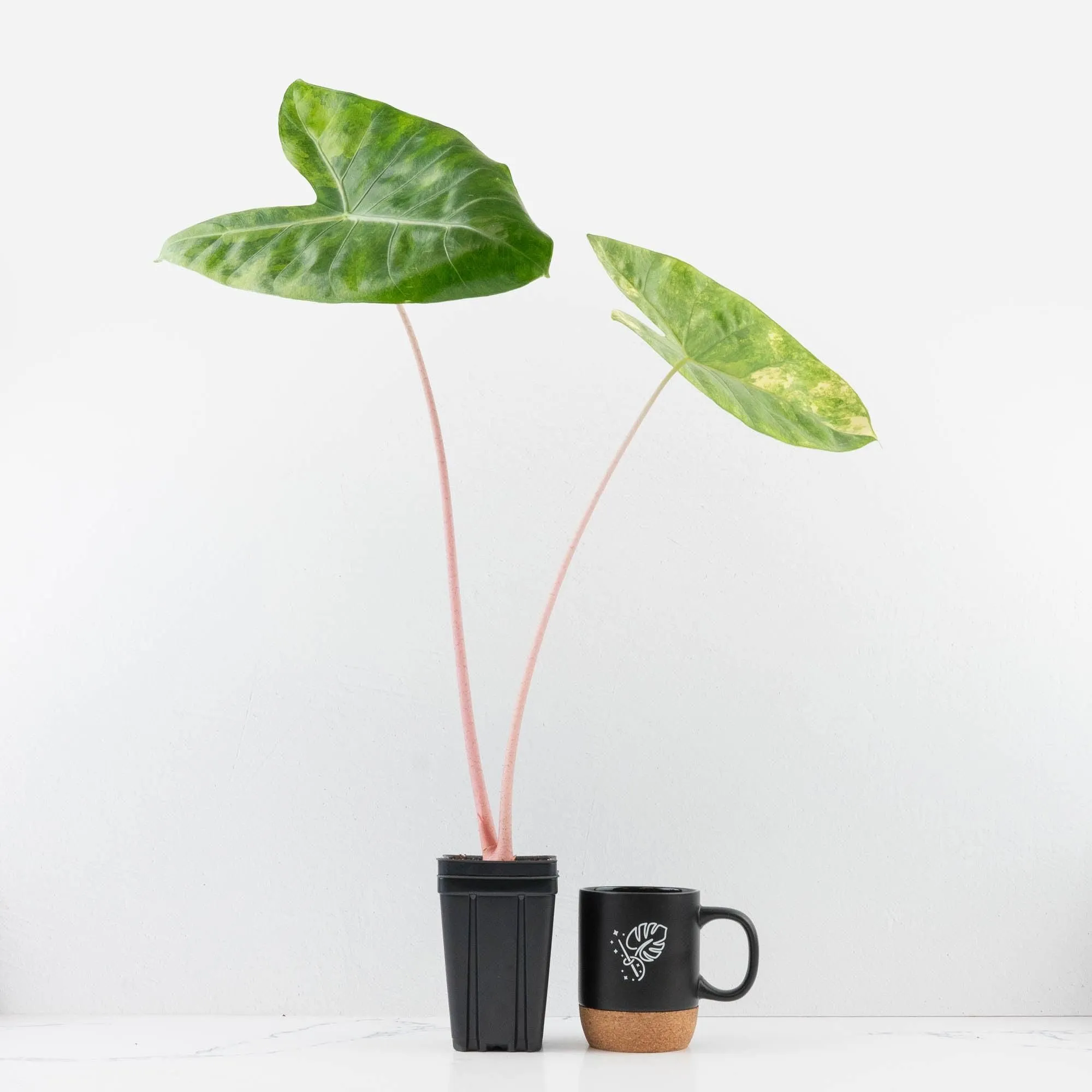 Alocasia 'Pink Dragon' Aurea Variegated *Corming Size* (wk33-L13)