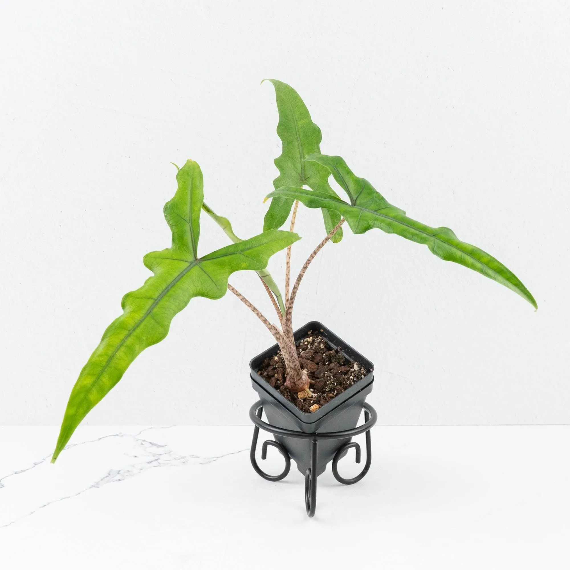 Alocasia sulawesi sp. "Sabrina" (wk33-L9)