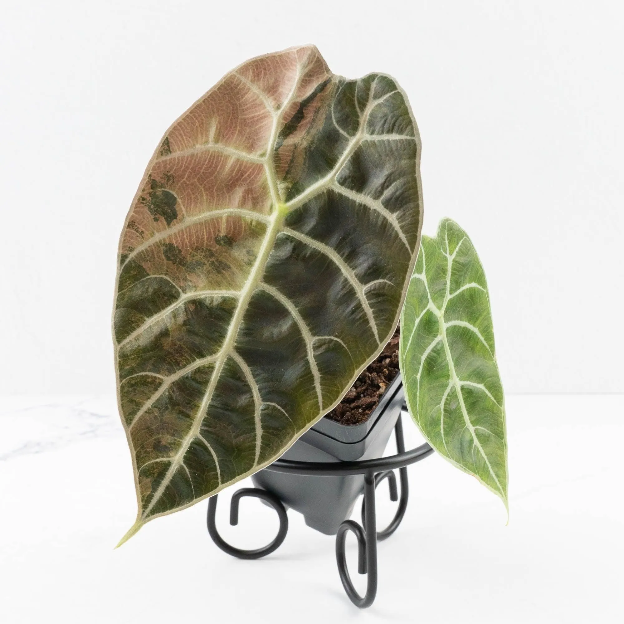 Alocasia Watsoniana Doff. Variegated (wk33-L7)