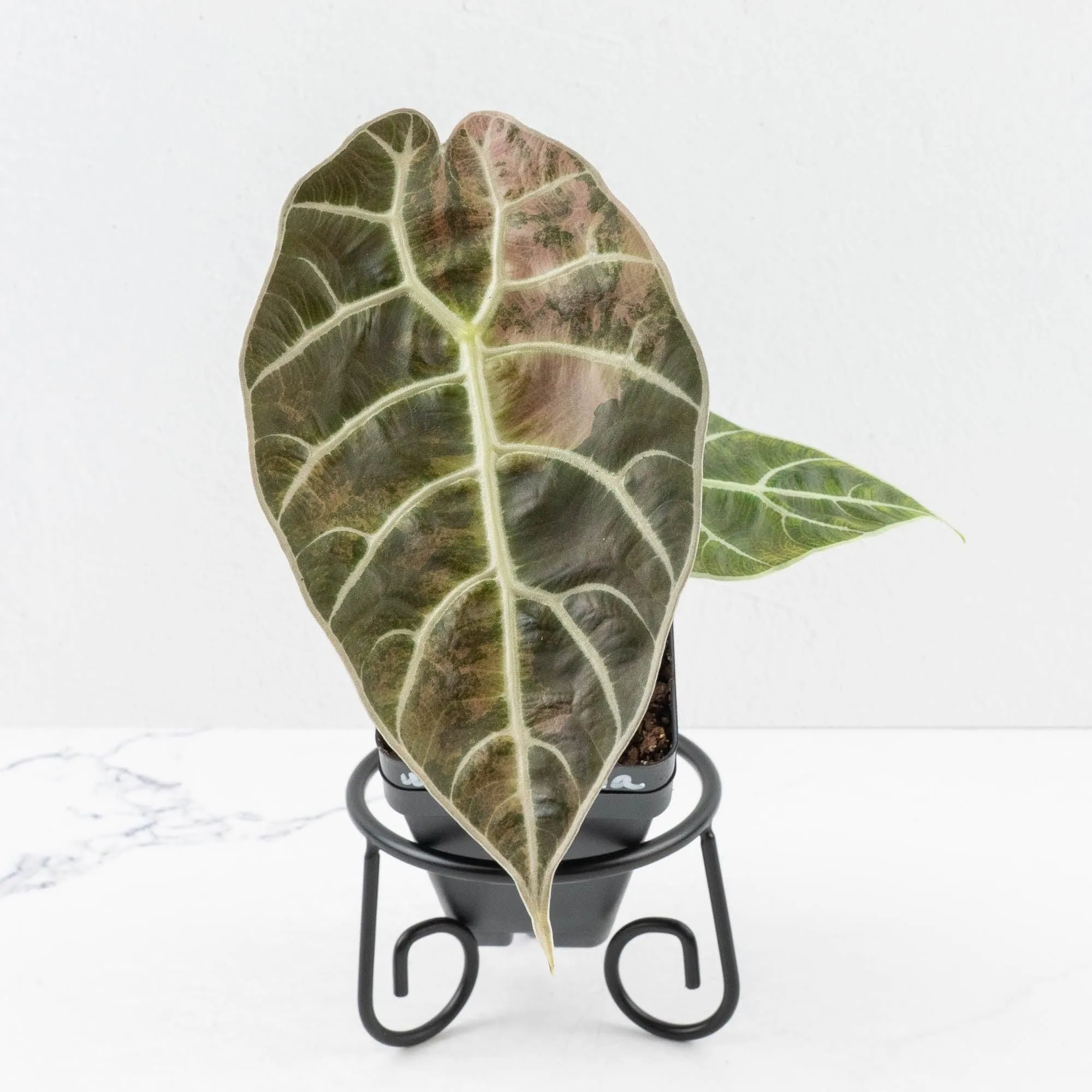 Alocasia Watsoniana Doff. Variegated (wk33-L6)
