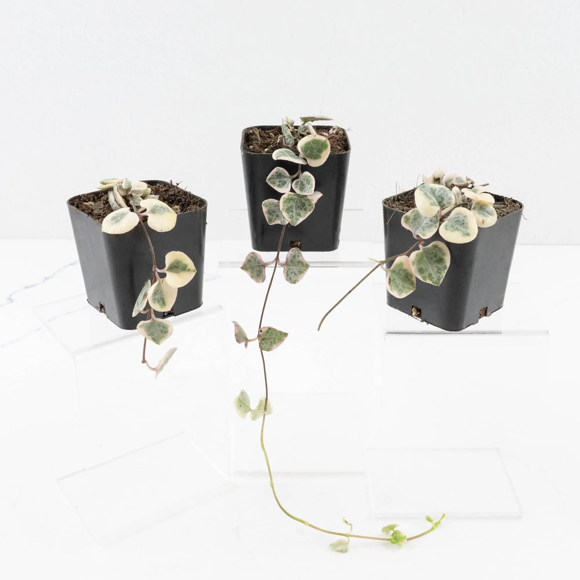 Ceropegia woodii variegated (aka String of Hearts variegated)