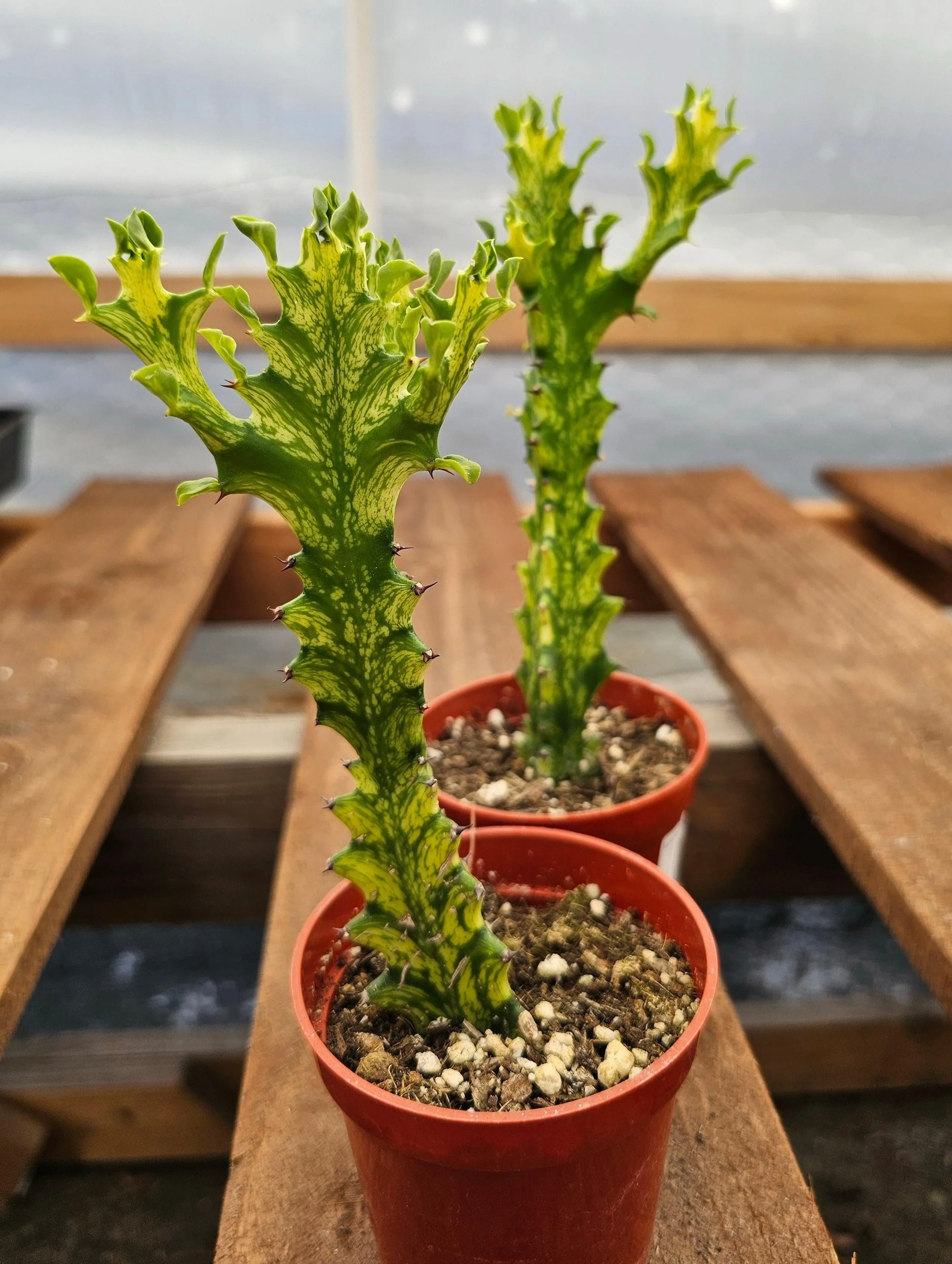 Euphorbia trigona 'Mint Cream' – Mint Cream African Milk Tree 3 in