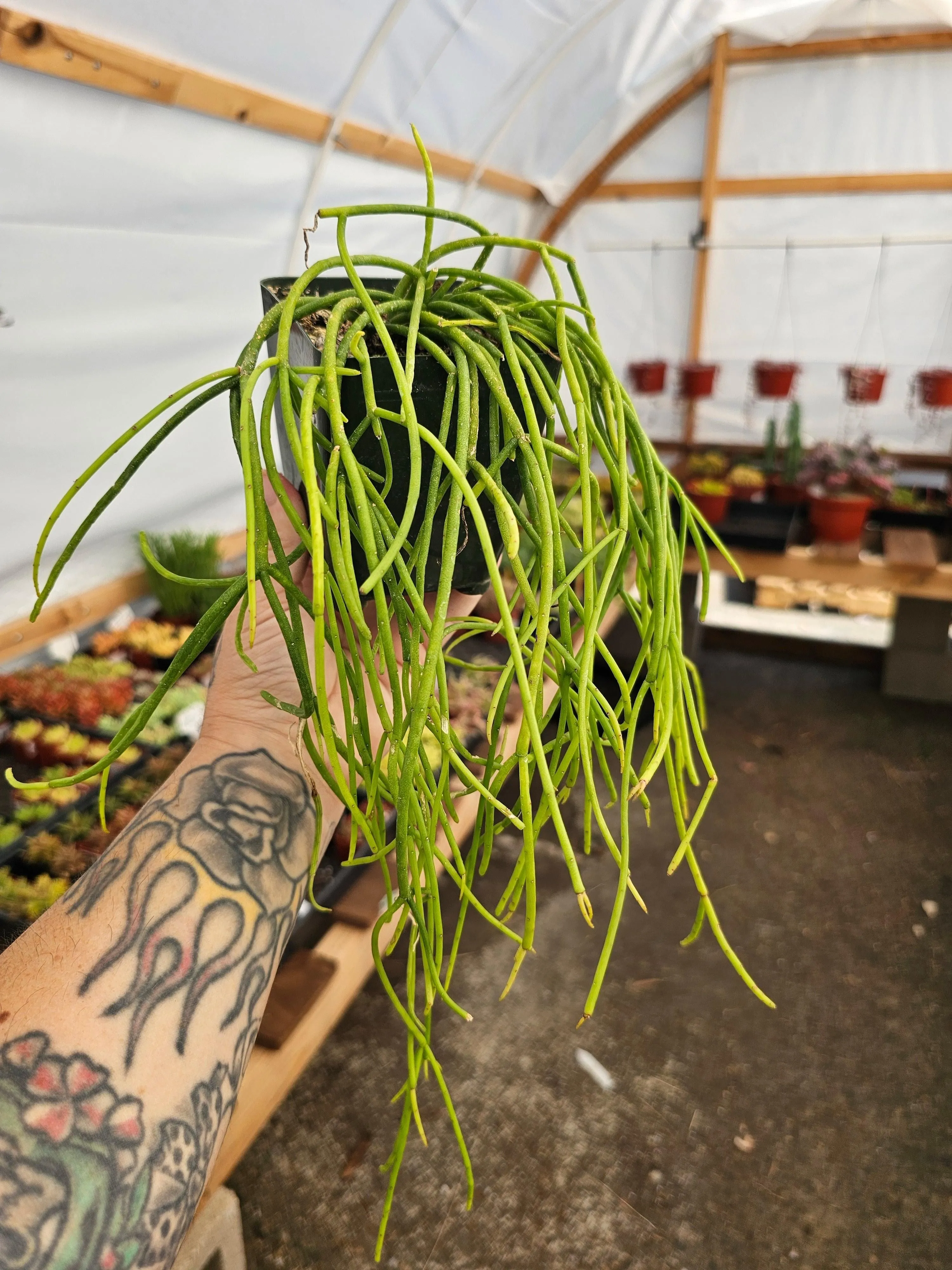 Rhipsalis baccifera – Mistletoe Cactus 4 in