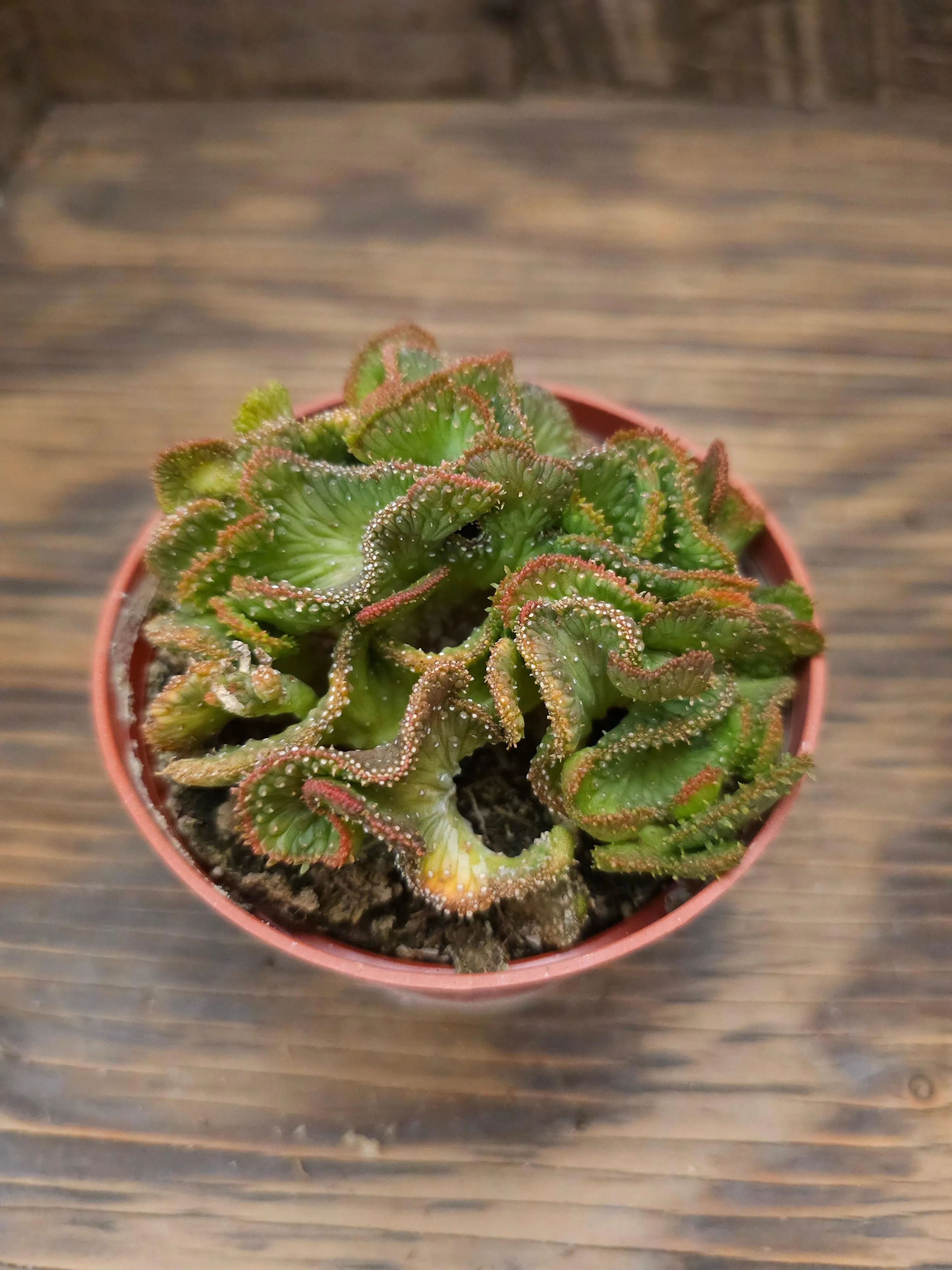Euphorbia flanaganii f. cristata 'Variegata' – Variegated Crested Medusa's Head - 4in