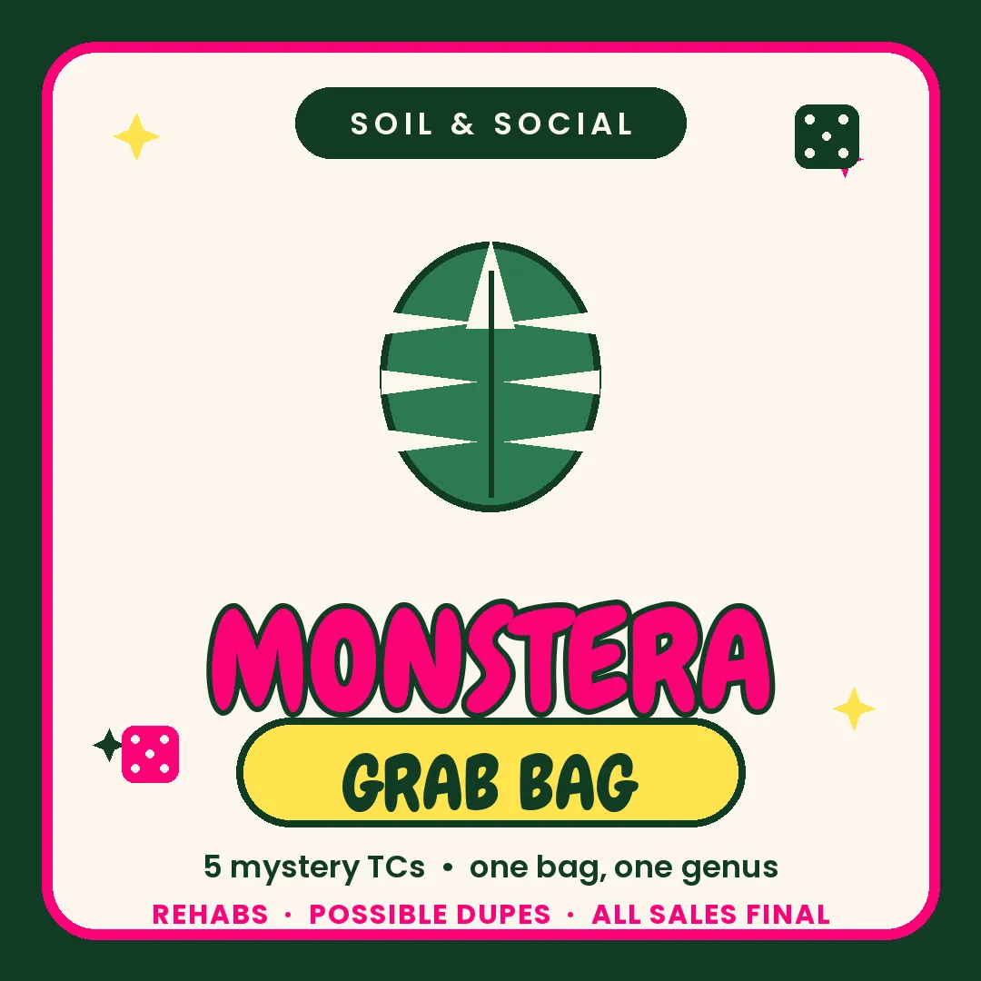 Monstera Rehab Grab bag