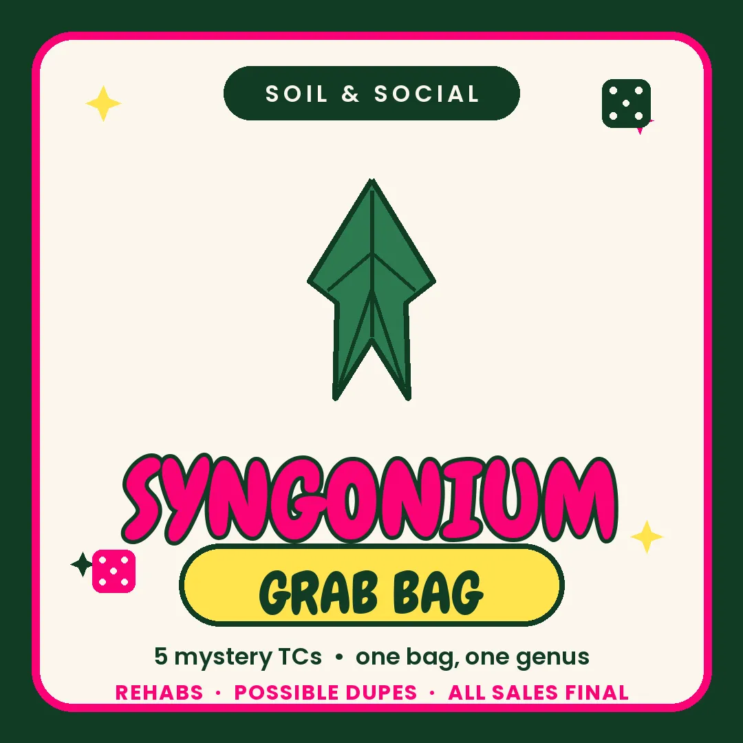 Syngonium Rehab Grab bag