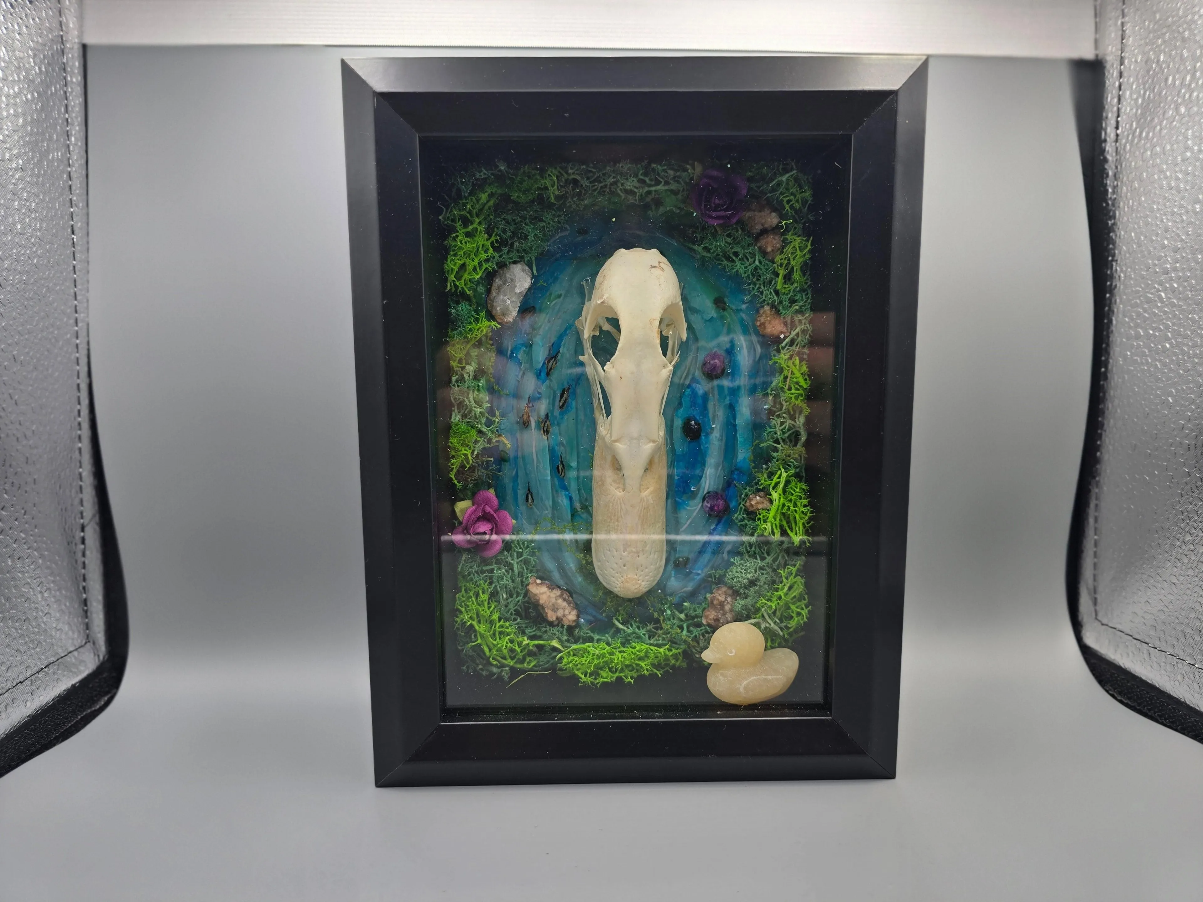 Shallow's Skull