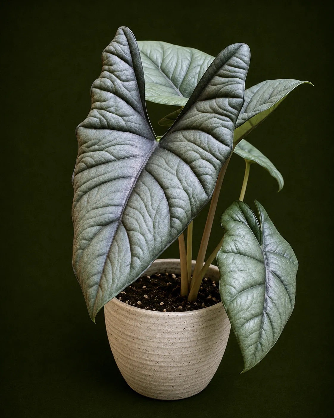 Alocasia 'Bisma' Tissue Culture