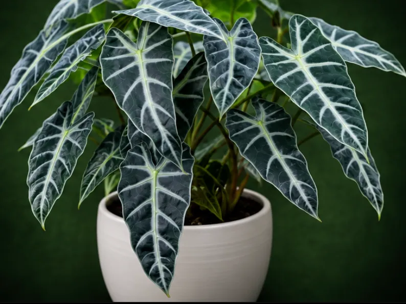 Alocasia Amazonica Bambino Tissue Culture