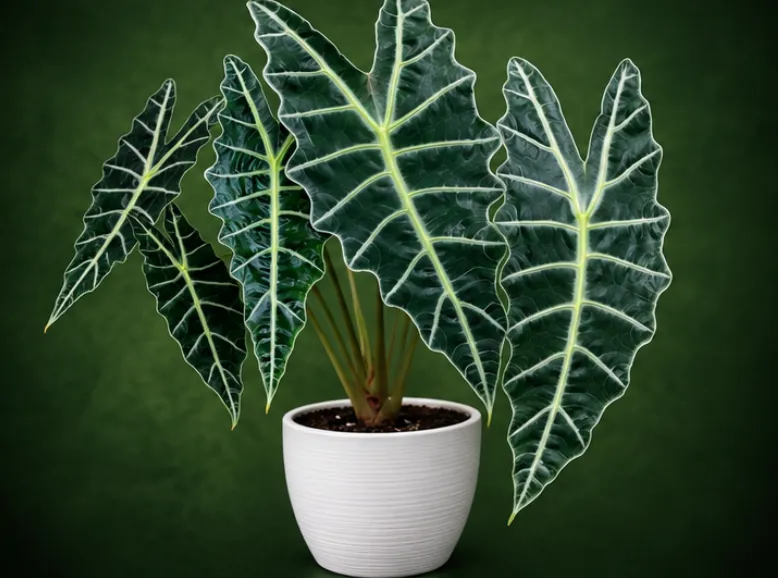 Alocasia amazonica 'Polly' Tissue Culture