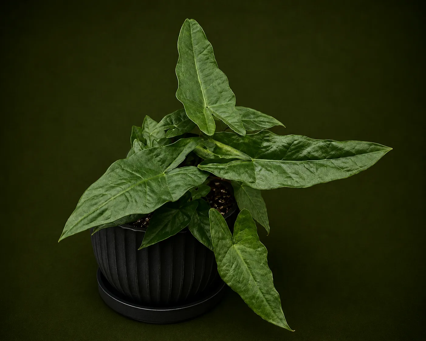 Alocasia Megalodon Tissue Culture