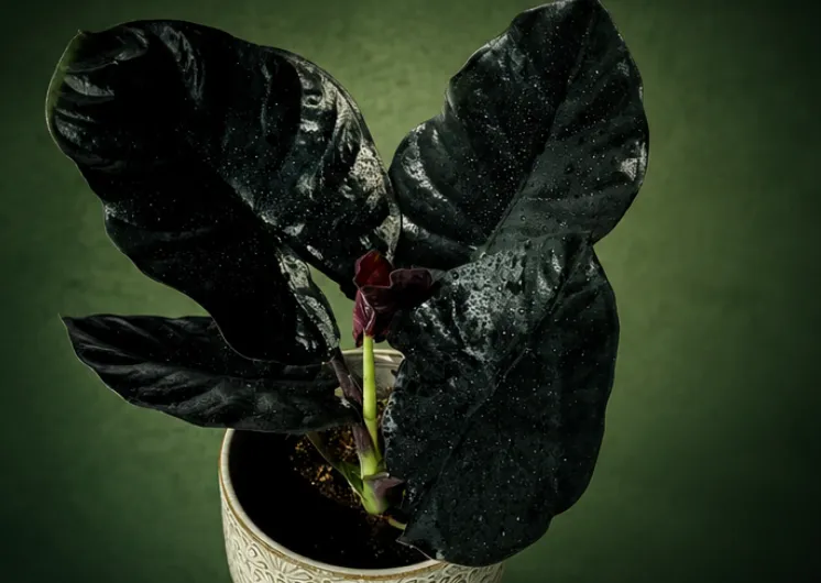 Alocasia infernalis 'Black Magic' Tissue Culture