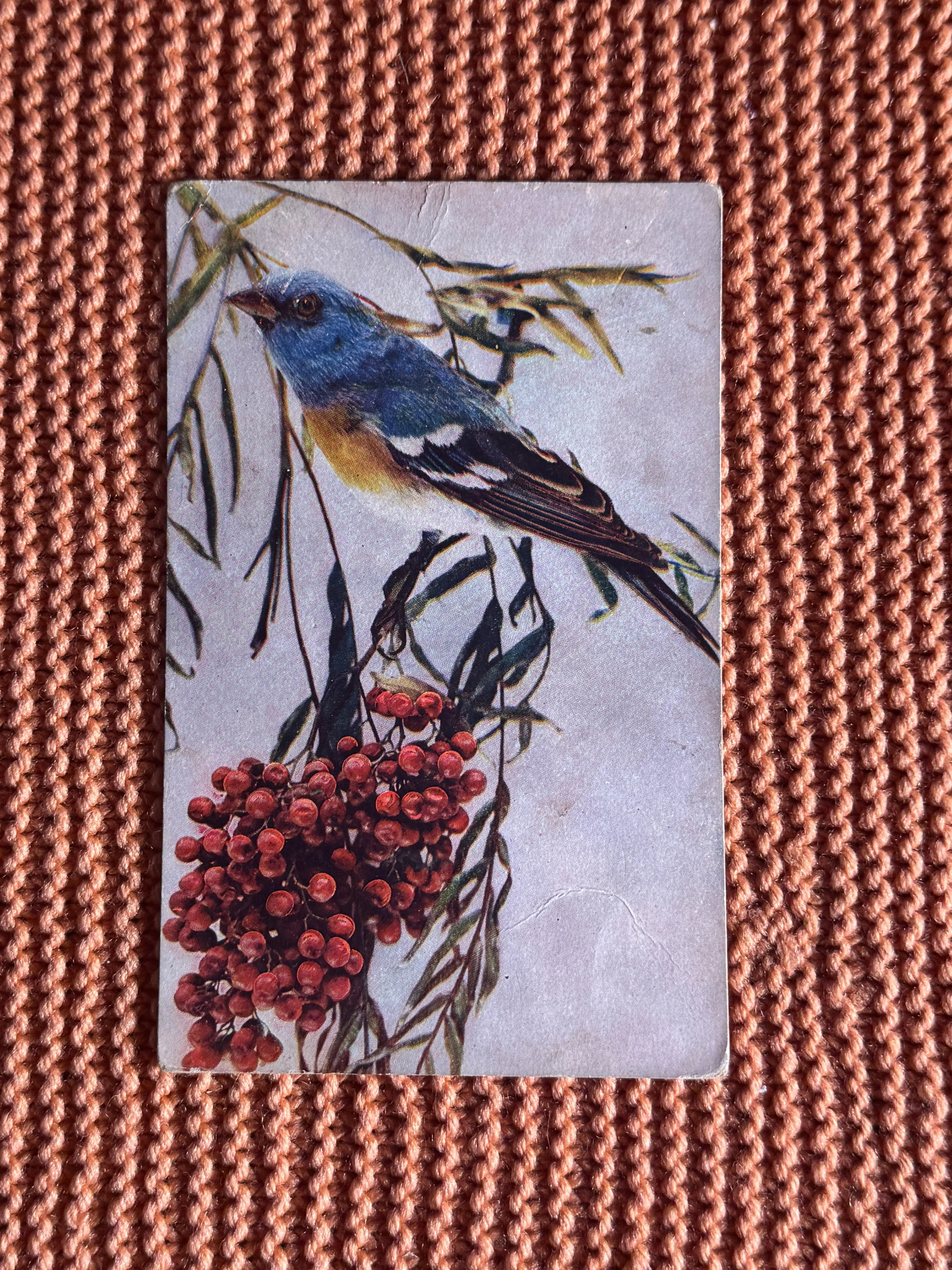 E42. Antique Capper Publications Songbird and Berries Divided Back Postcard