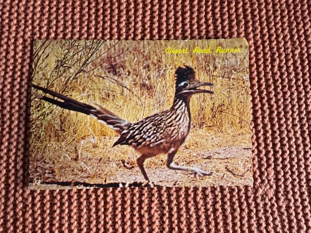 E41. Midcentury Petley Studios Road Runner Clown of the West Arizona Postcard