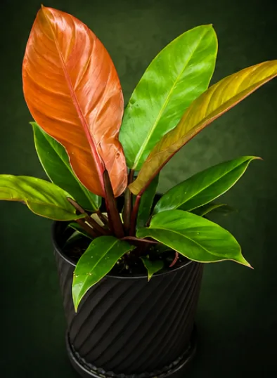 Philodendron 'Prince of Orange' Tissue Culture