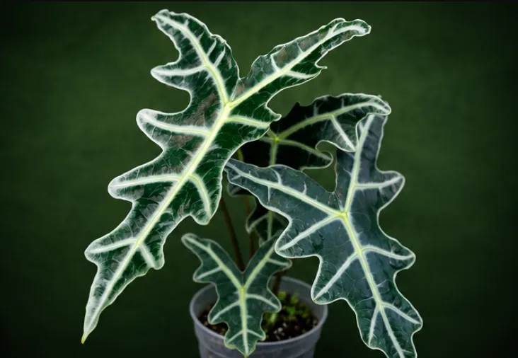 Alocasia sanderiana 'Nobilis' Tissue Culture