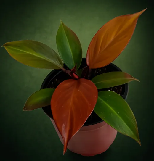 Philodendron 'Blood Luna' Tissue Culture