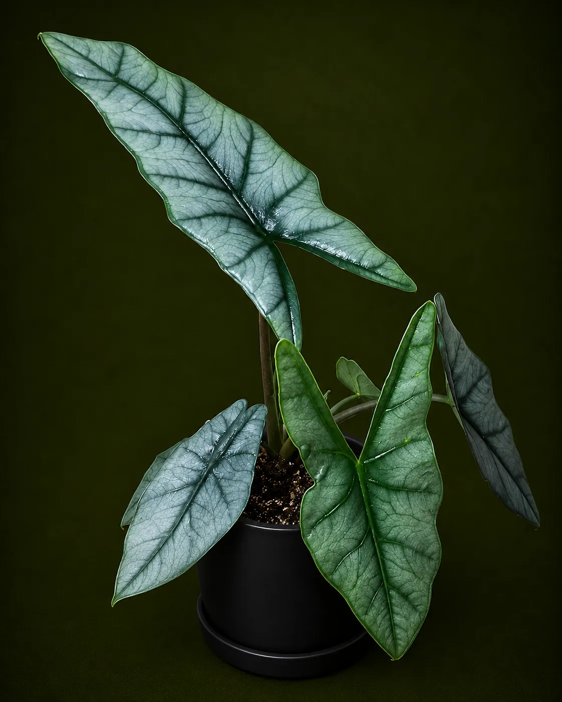 Alocasia Heterophylla 'Metallic Blue' Tissue Culture