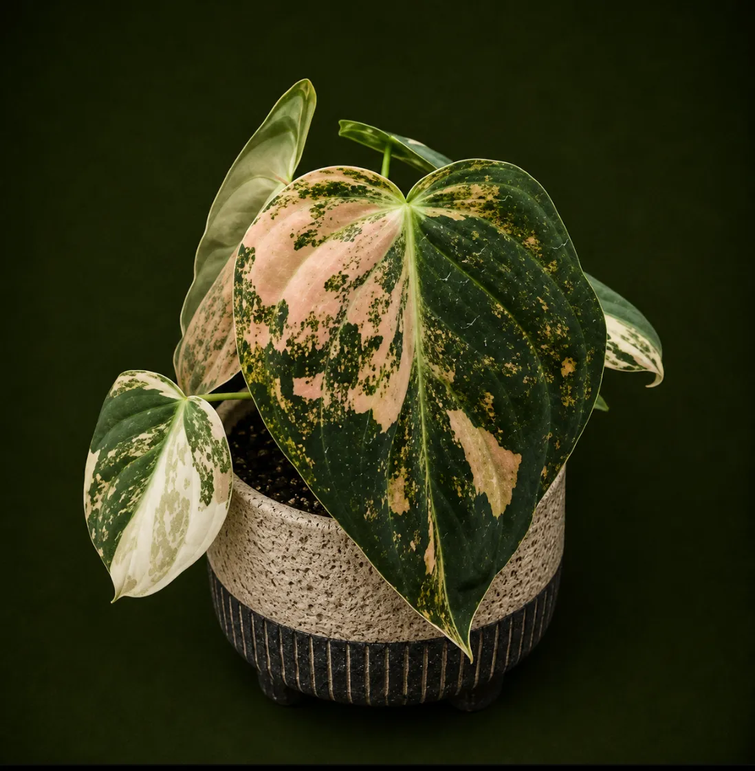 Philodendron melanochrysum orange variegated Tissue Culture