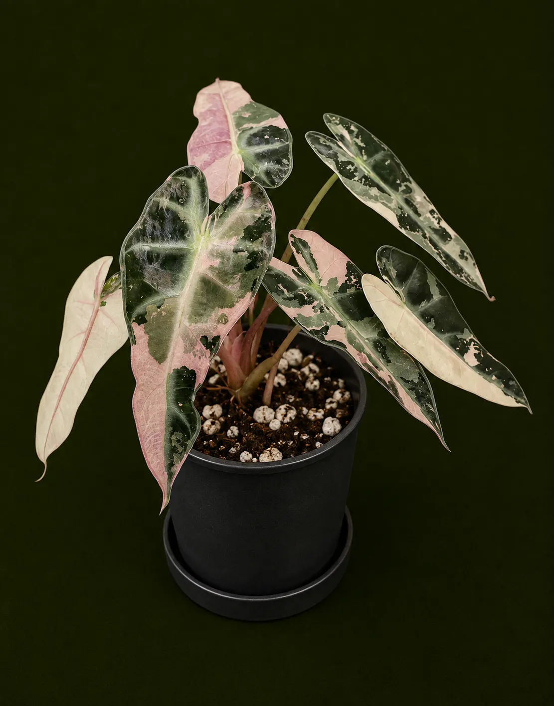 Alocasia 'Bambino Pink Var Tissue Culture