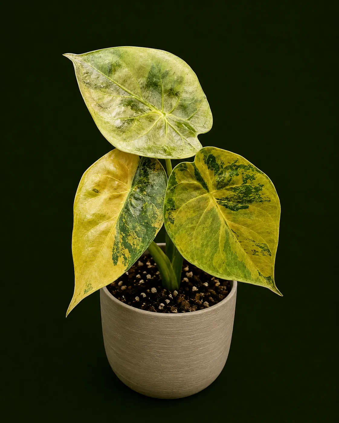 Alocasia Wentii Aurea Var Tissue Culture