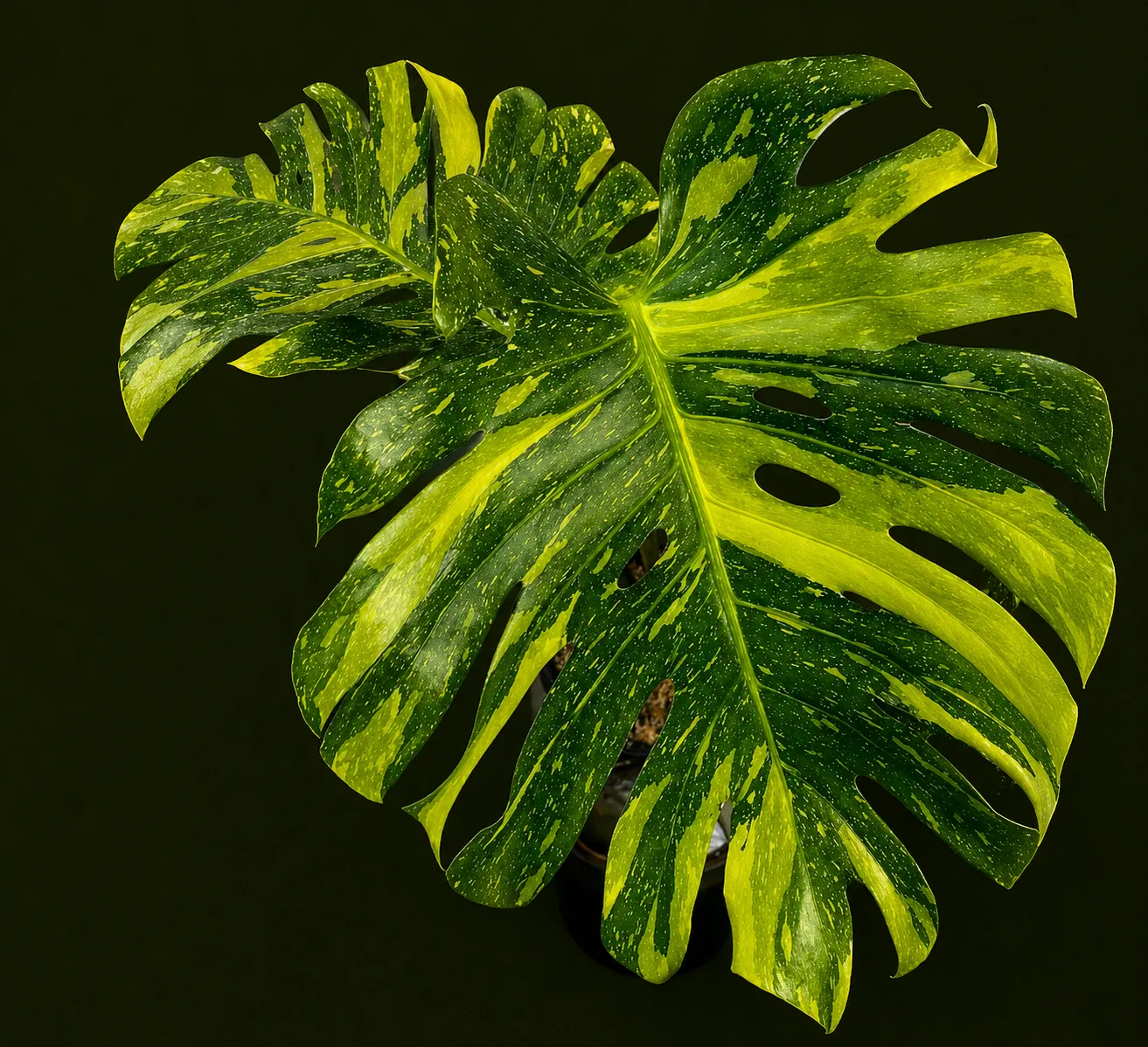 Monstera 'Electrolight' Tissue Culture