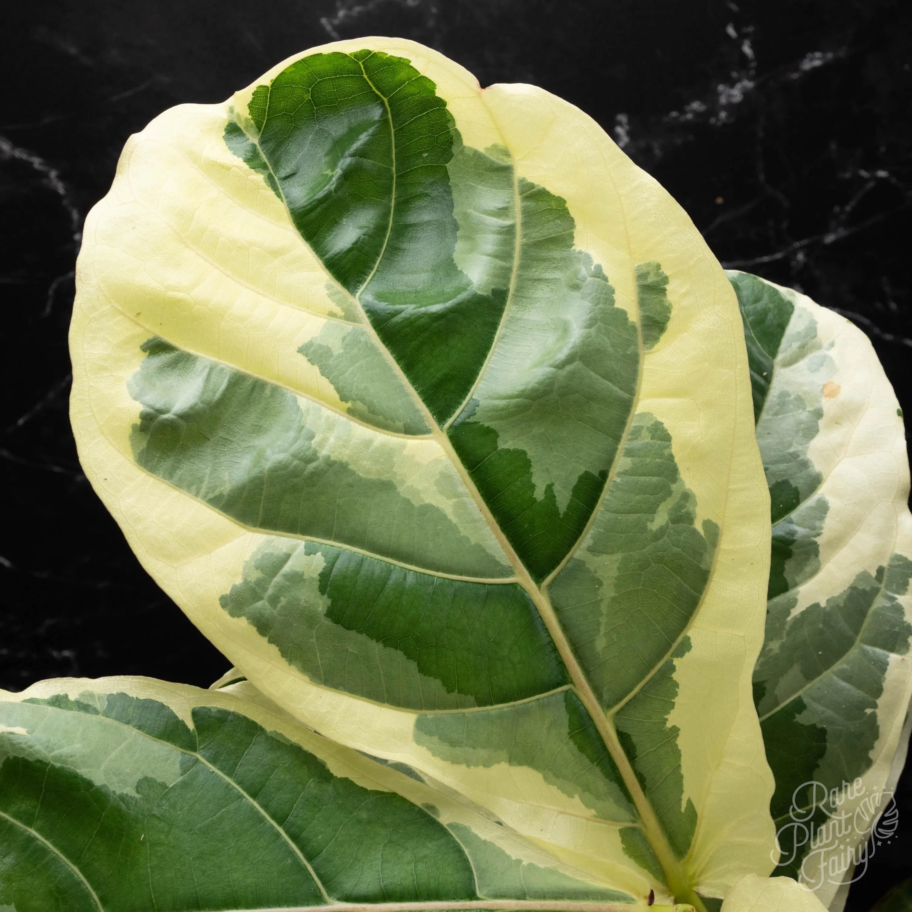Ficus lyrata variegated (Variegated Fiddle Leaf Fig)