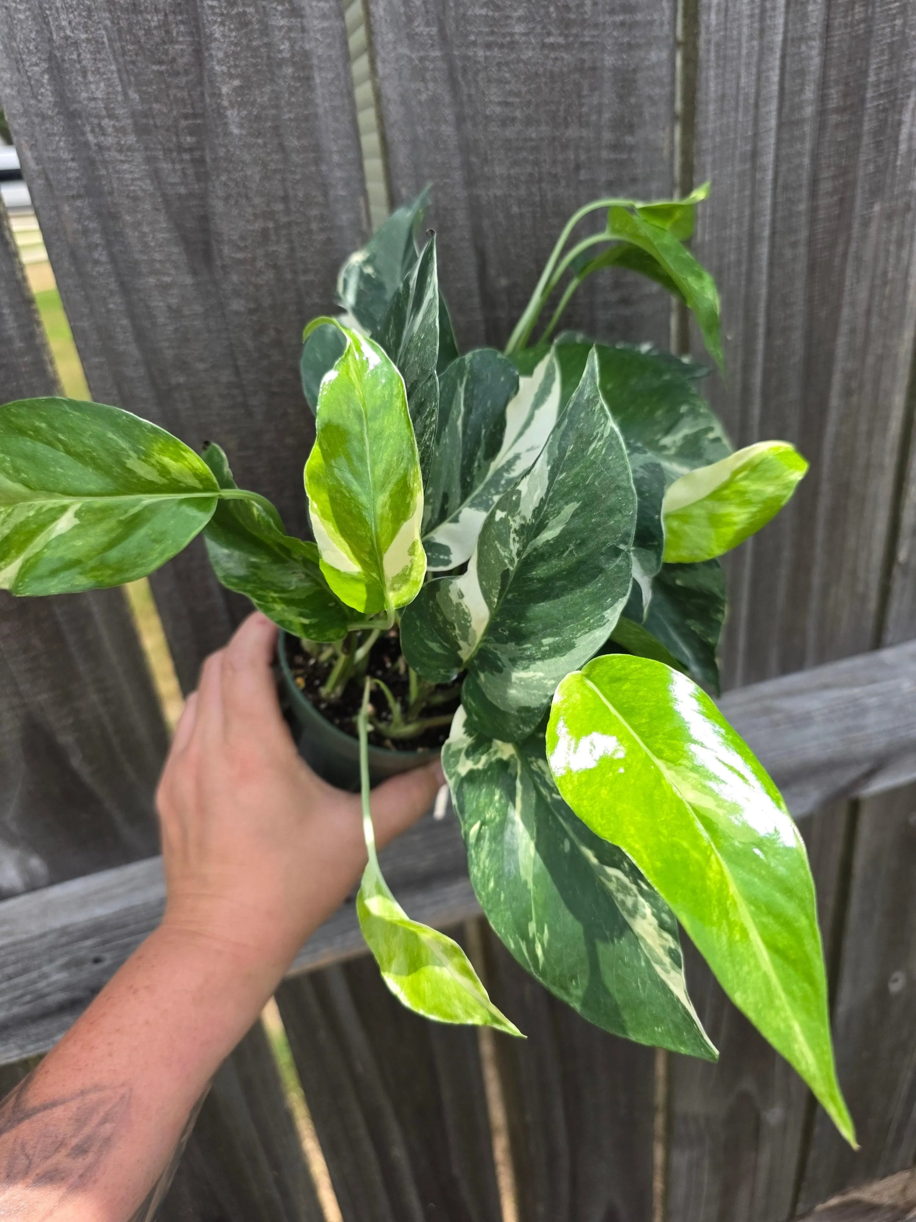 Epipremnum Pinnatum Albo