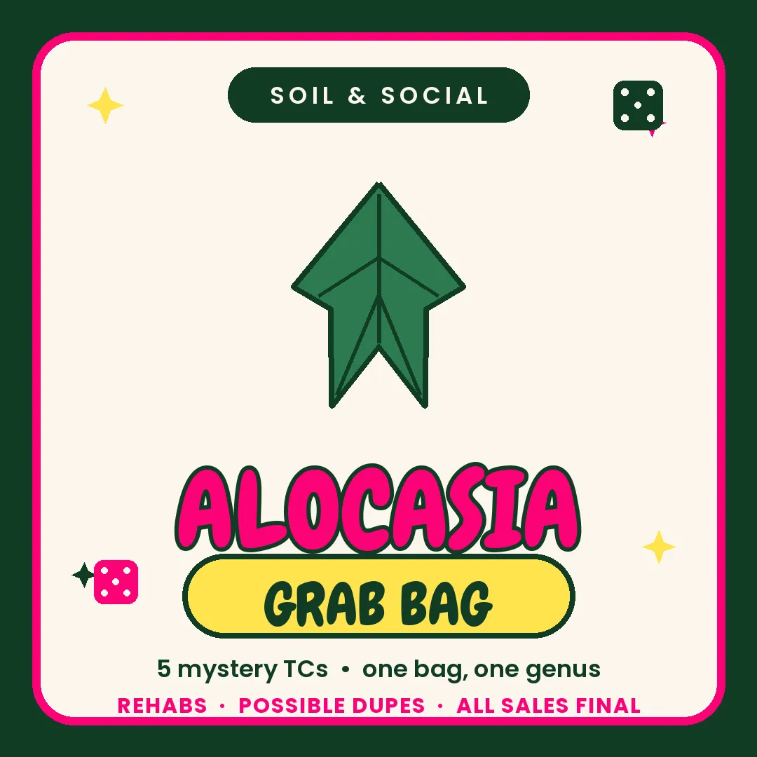 Alocasia Rehab Grab bag