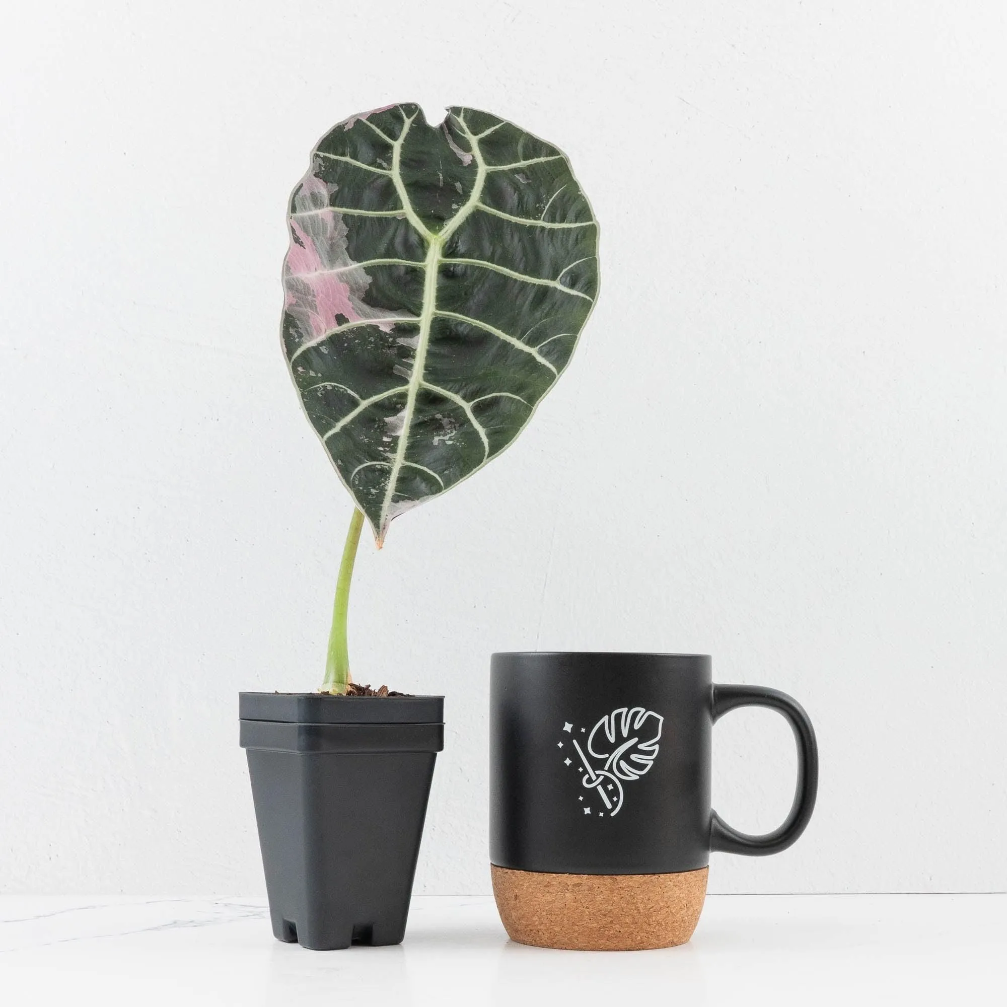 Alocasia Watsoniana Doff. Pink Variegated - Corming Size (wk33-L8)