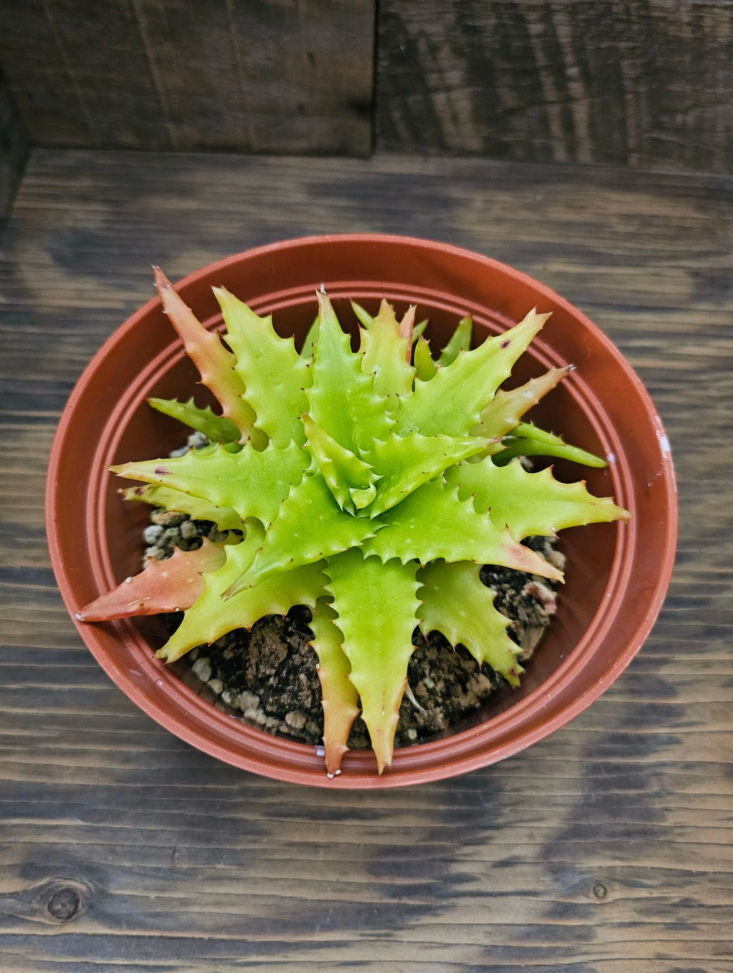 Aloe dorotheae – Sunset Aloe 6 in