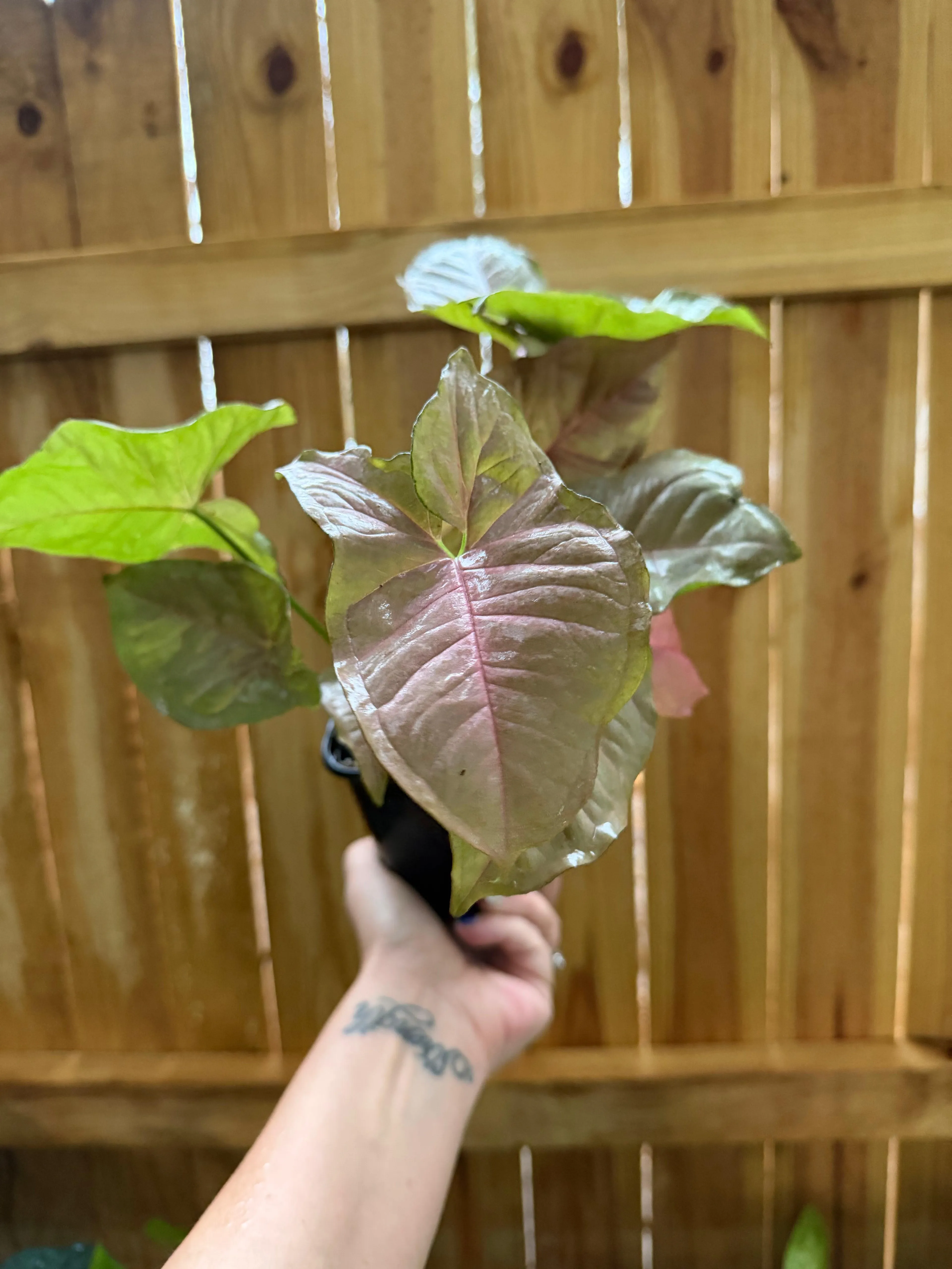 Syngonium 'Neon Robusta Pink' | 4” Pot