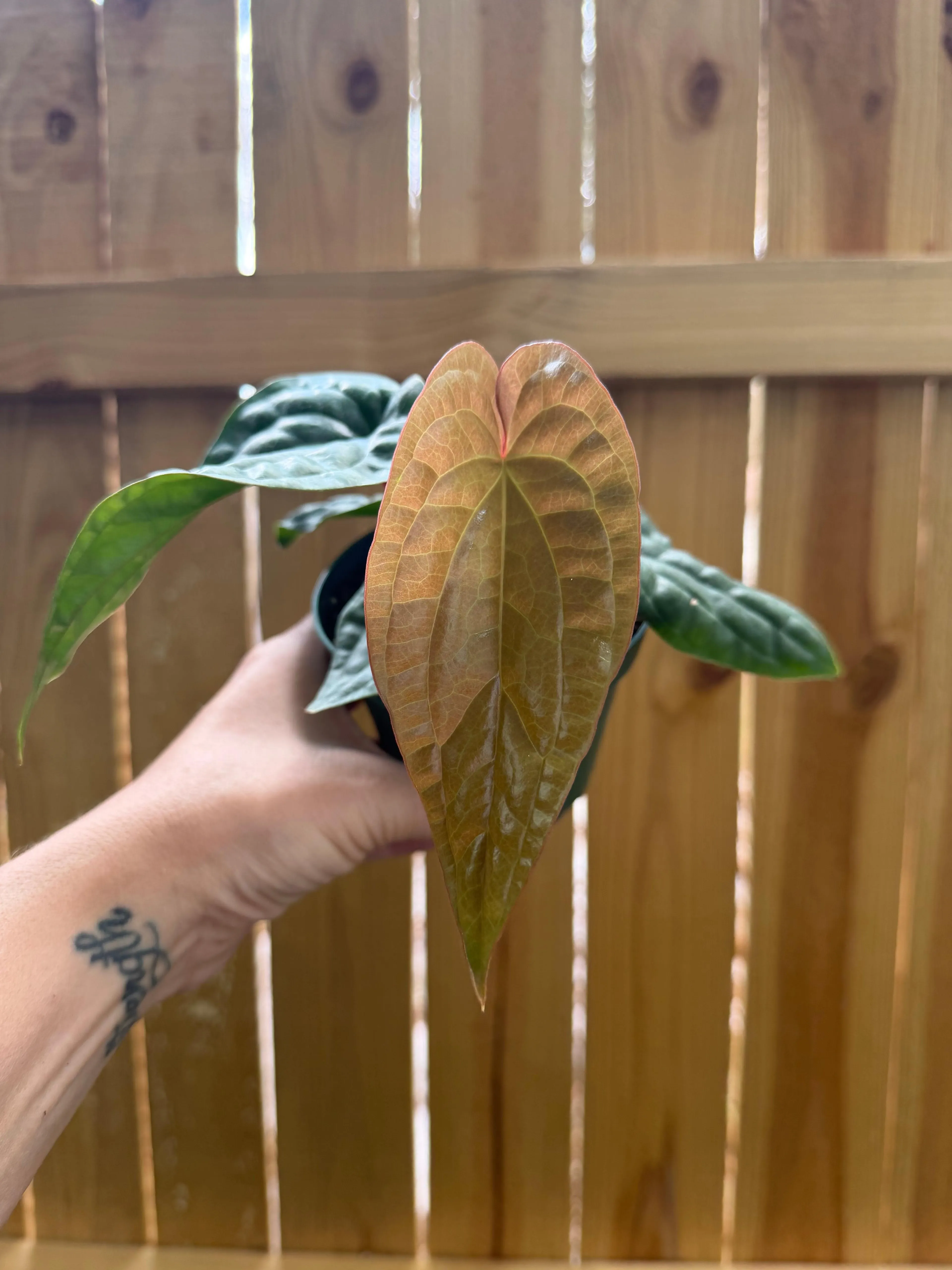 Anthurium radicans × luxurians | 4" Pot