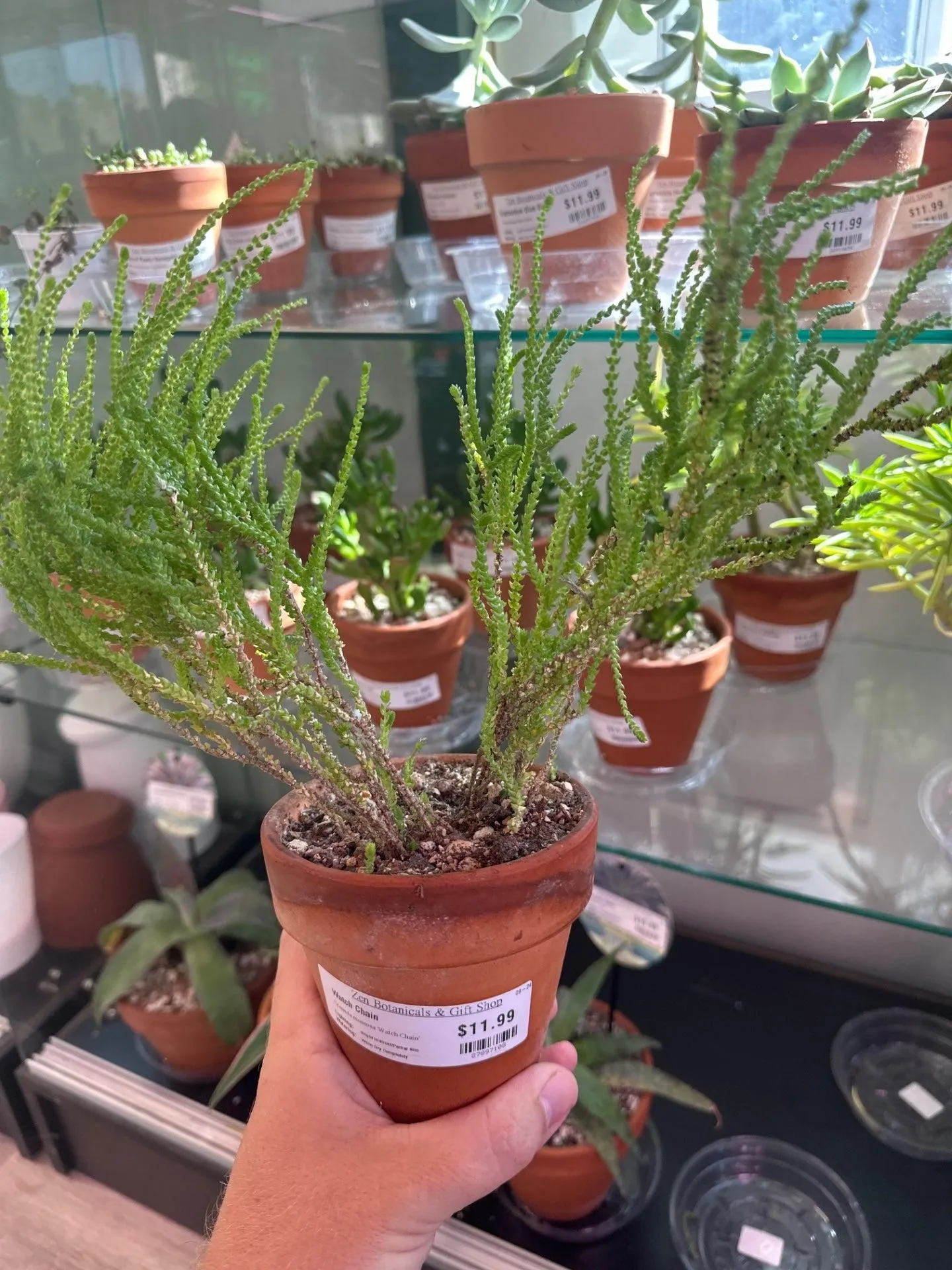 Product image for Crassula muscosa 'Watch Chain' (4" Clay Pot) [ID #87897108]