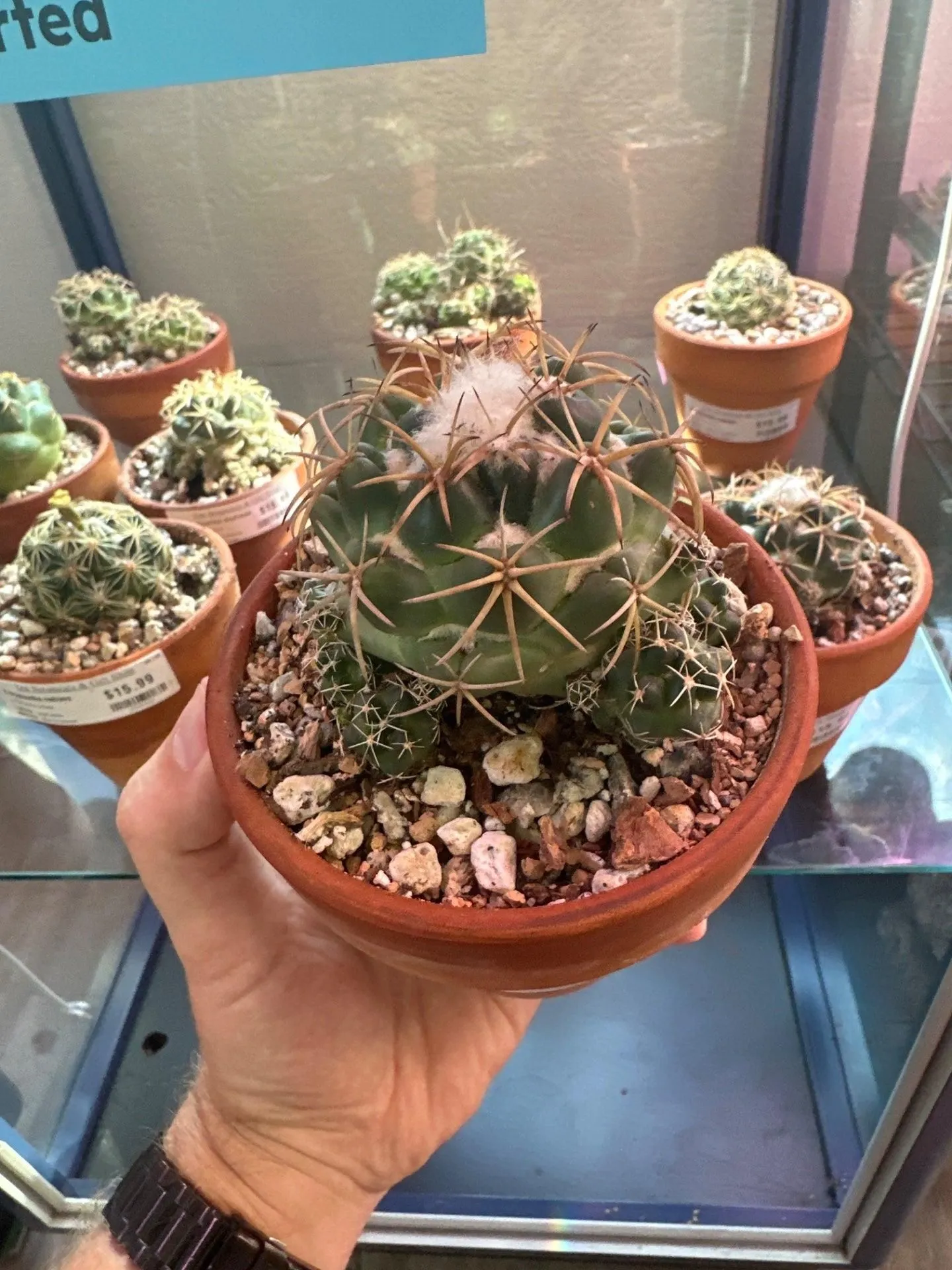 Product image for Coryphantha andreae (4" Clay Pot) [ID #16895220]