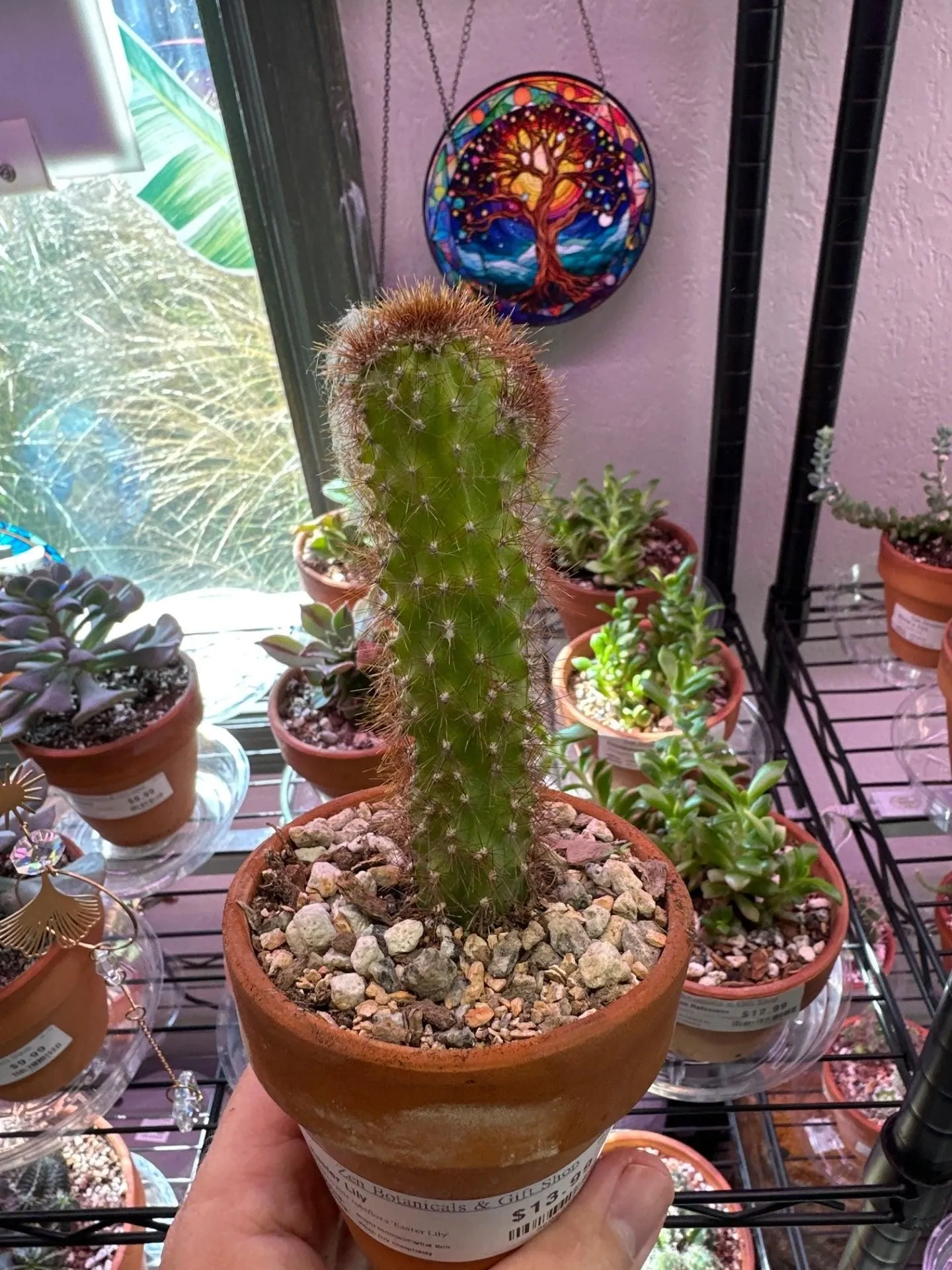 Product image for Echinopsis tubiflora 'Easter Lily' (3.5" Clay Pot) [ID #9606999]