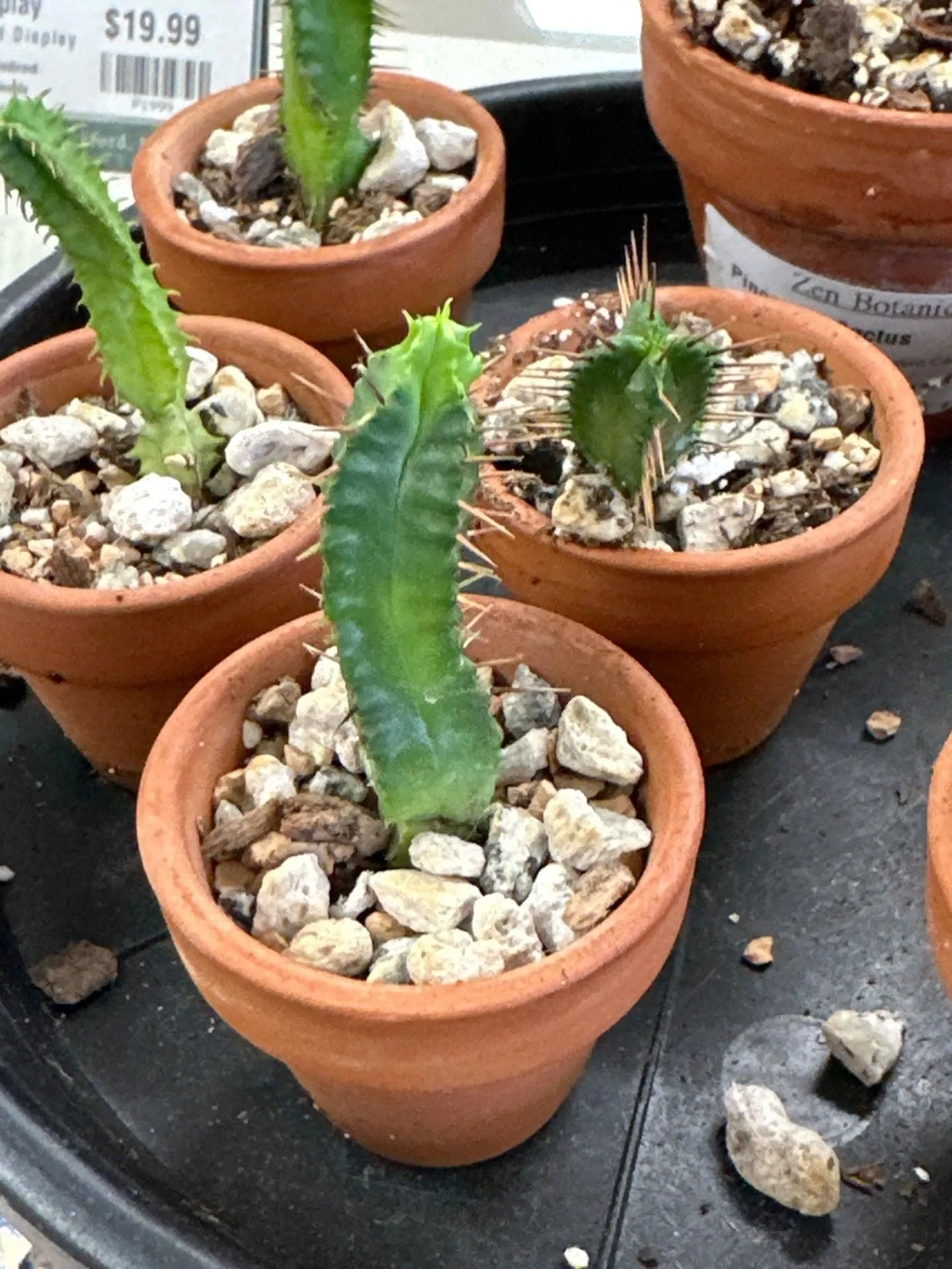 Product image for Euphorbia enolpa 'Pincusion Cactus' (1.5" Clay Pot) [ID #38854122]