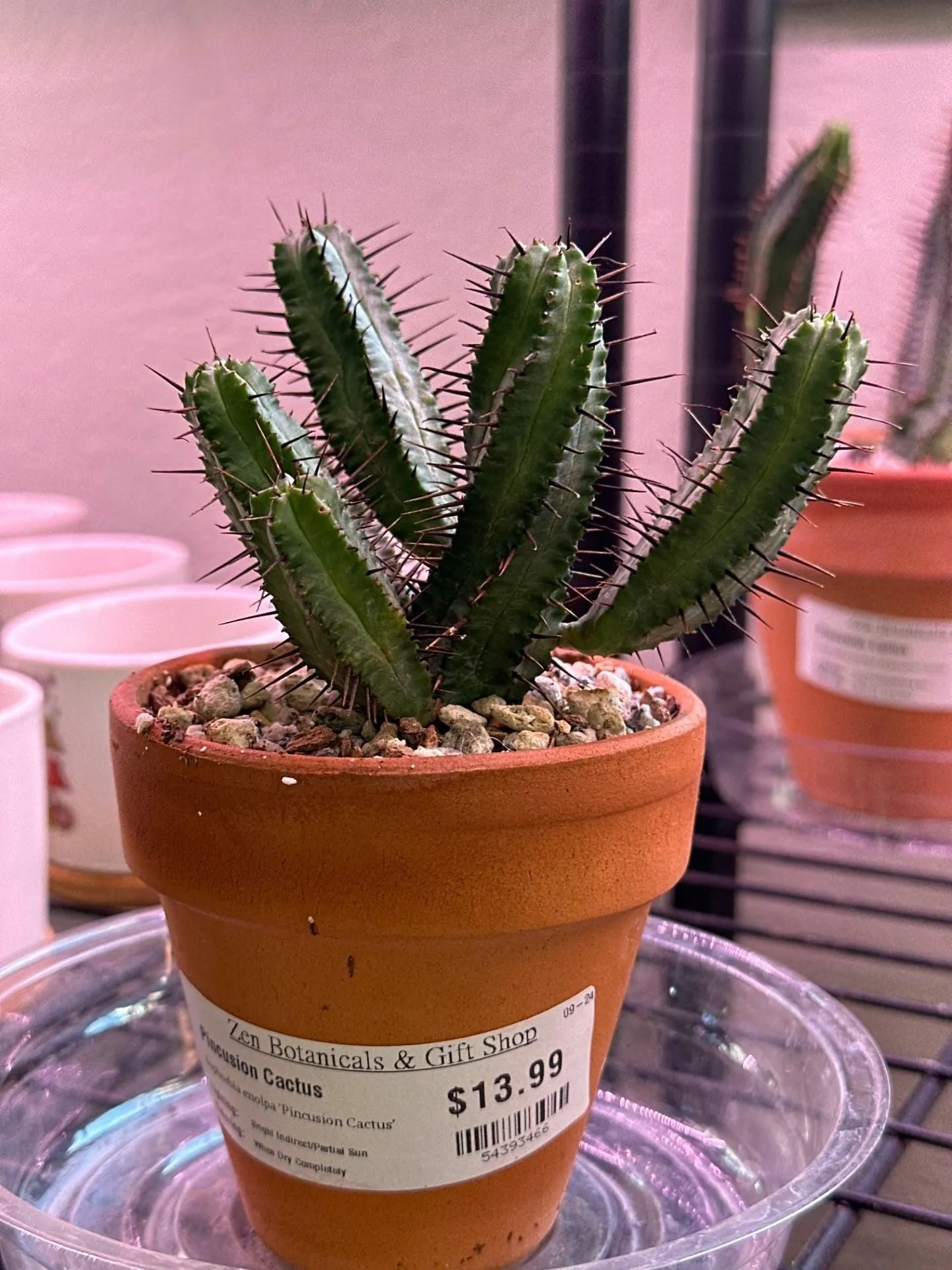 Product image for Euphorbia enolpa 'Pincusion Cactus' (3.5" Clay Pot) [ID #54393466]