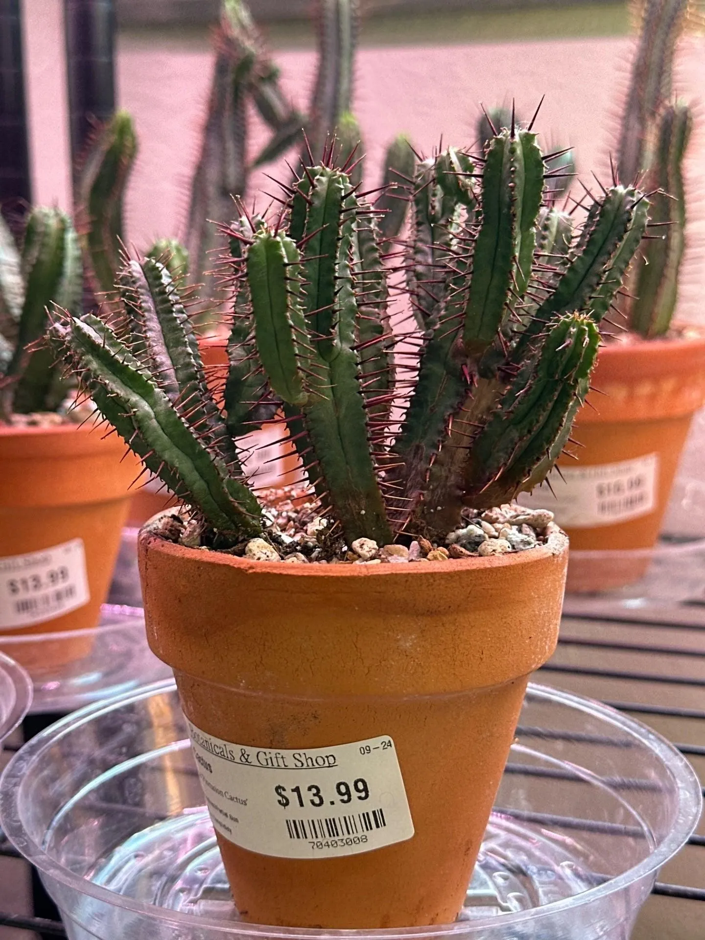 Product image for Euphorbia enolpa 'Pincusion Cactus' (3.5" Clay Pot) [ID #70403008]
