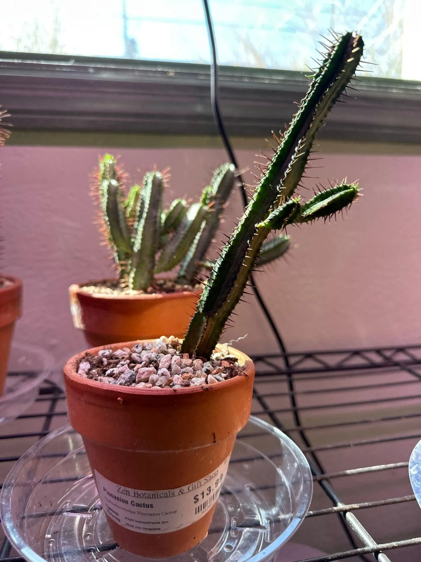 Product image for Euphorbia enolpa 'Pincusion Cactus' (3.5" Clay Pot) [ID #43766355]