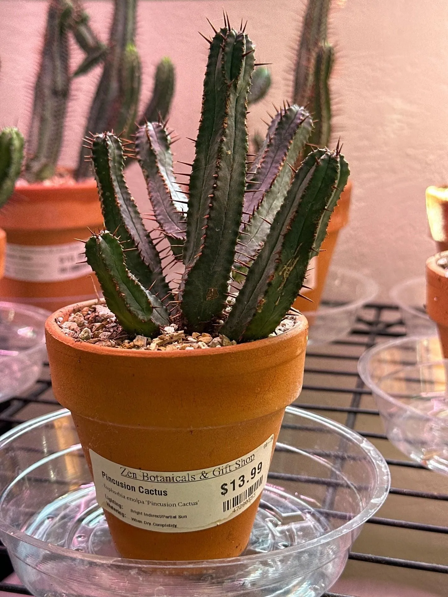 Product image for Euphorbia enolpa 'Pincusion Cactus' (3.5" Clay Pot) [ID #47280353]