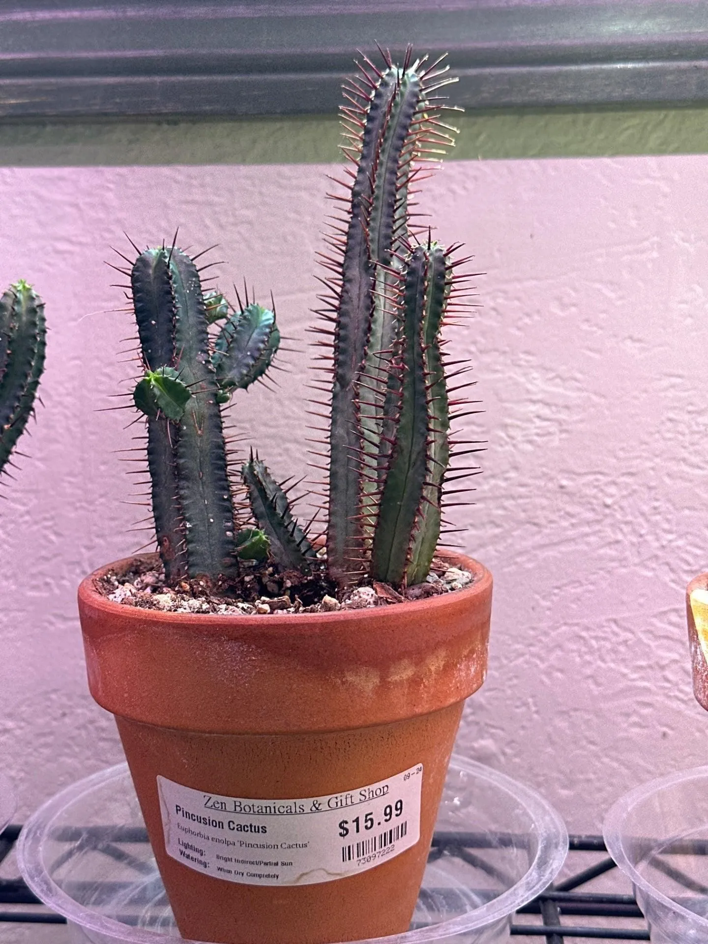 Product image for Euphorbia enolpa 'Pincusion Cactus' (4" Clay Pot) [ID #73097222]